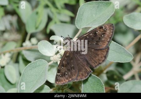 Horace’s Duskywing, Gesta horatius, male nectaring from Threeseed Croton, Croton lindheimerianus Stock Photo