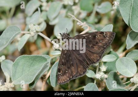 Horace’s Duskywing, Gesta horatius, male nectaring from Threeseed Croton, Croton lindheimerianus Stock Photo
