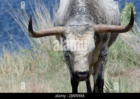 Texas Longhorn, Bos taurus taurus, bull Stock Photo