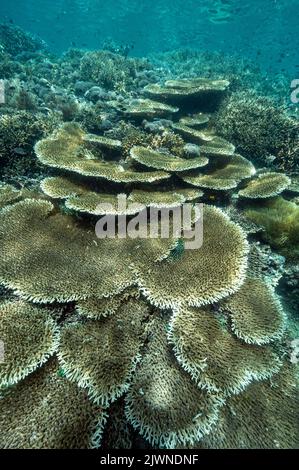 Reef scenic with Acropora corals Raja Ampat Indonesia. Stock Photo