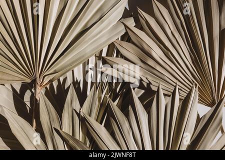 Dryer palm leaves close-up, natural light Stock Photo