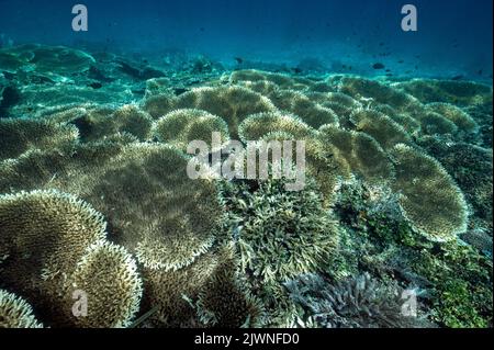 Reef scenic with Acropora corals Raja Ampat Indonesia. Stock Photo