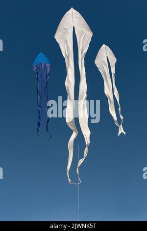 Blue and white kites flying in a clear sky Stock Photo