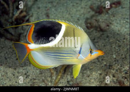 Saddled butterflyfish, Chaetodon ephippium, Raja Ampat Indonesia Stock Photo