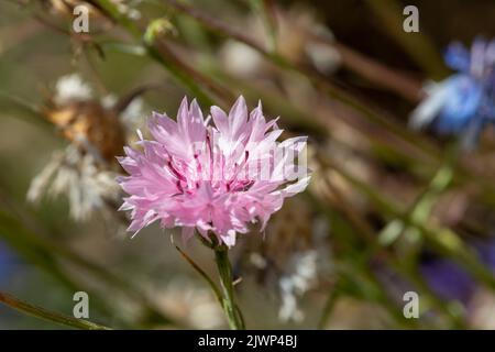 Close up of a pink cornflower (centaurea cyanus) in bloom Stock Photo