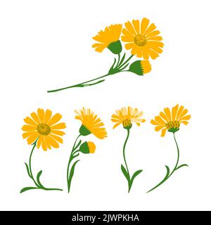 Dandelion plants set isolated on white background vector illustration. Daisy branch with yellow flower and green leaf. Graphic design for greeting, ba Stock Vector