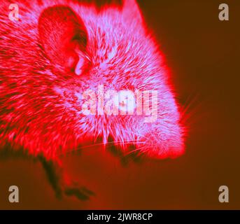 A gray mouse with big eyes in close-up. A wild animal has entered the house. Illustration of thermal image Stock Photo