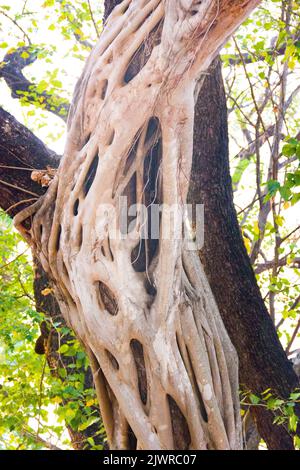 Plant ecology. A powerful old woody vine literally stuck to the tree (parasitic activity). Plants are parasites (phytoparasite). Thailand Stock Photo