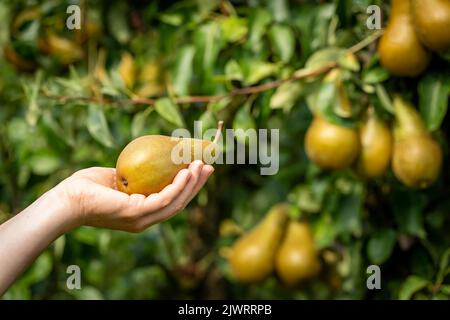 Woman hand holding a ripe pear in front of a pear tree. Selective focus Stock Photo