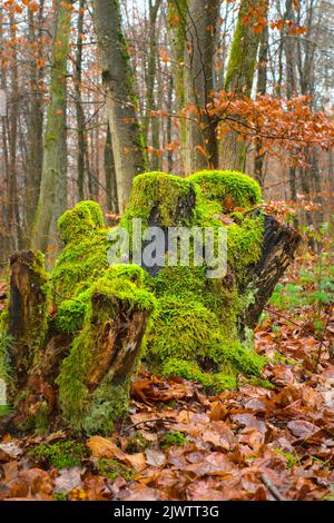 Moss grows on moist trees. Beautiful close up of nature. Stock Photo