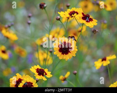 Lovely plains coreopsis flowers in an annual flower meadow Stock Photo