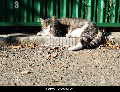 Gray tabby cat drowsing on sidewalk near green fence in the sunlight Stock Photo