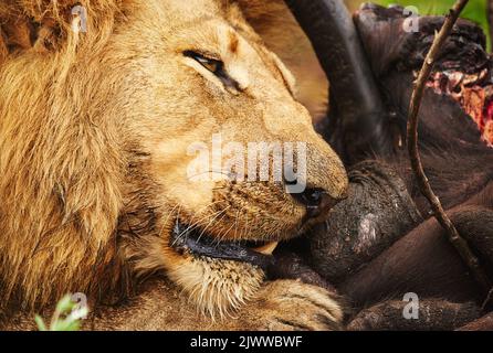 Its a meal he worked hard for. a lion eating his prey the plains of Africa. Stock Photo