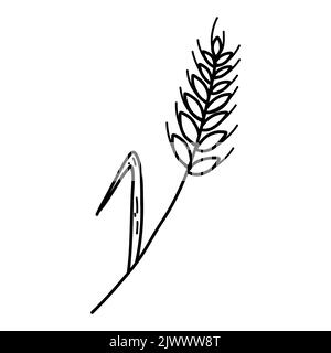 Wheat ear spikelet with grains in doodle style. Vector line illustration of cereal grain stem, rye ear, organic vegetarian food for backery, flour Stock Vector