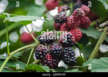 Blackberry plant with berries and green leaves in the garden and on the field. Stock Photo