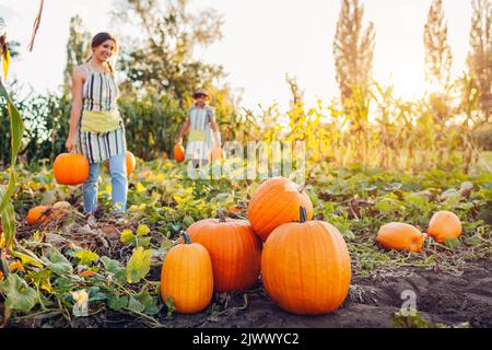 Women farmers pick pumpkins in autumn field at sunset. Workers harvest vegetables in garden. Family business Stock Photo