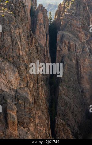 Tree Grows Out of Crevice in Black Canyon of the Gunnison Stock Photo
