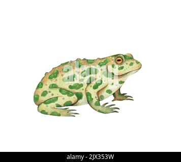 Spotted toad illustration isolated on white background. Realistic hand drawn painting.  Stock Photo