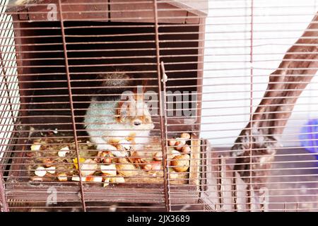 Squirrel in cage eats nuts. Cute forest squirrel Stock Photo
