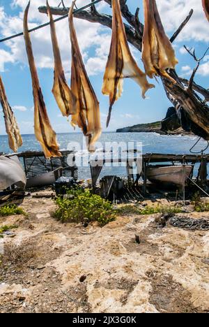 Formentera's dried fish, Peix Sec de Formentera, in Torrent de S'alga, Formentera, Spain. According to the traditional method, local fish varieties of skate are dried in the sun and wind, hanged in the local tree called 'sabina' (Juniperus phoenicea turbinata). Stock Photo