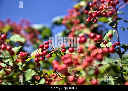 Ripe red currant  with leaves seen up close Stock Photo