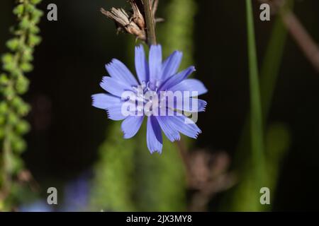Chicory flowers Stock Photo