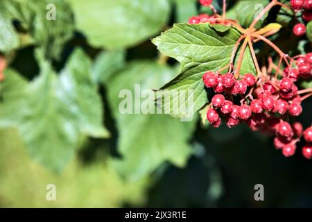 Ripe red currant  with leaves seen up close Stock Photo