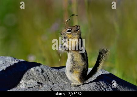 A Golden-mantled ground squirrel " Callospermophilus lateralis", standing on a large rock eating a blade of green grass in rural Alberta Canada. Stock Photo