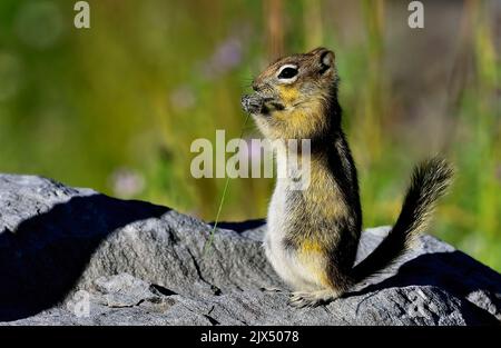 A Golden-mantled ground squirrel " Callospermophilus lateralis", standing on a large rock eating a blade of green grass in rural Alberta Canada. Stock Photo