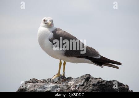 Black tailed seagull with tag on leg Stock Photo