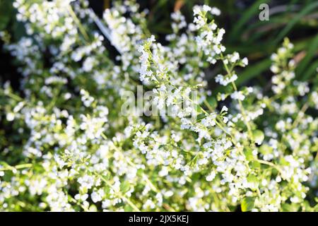 Calamintha nepeta 'lesser calamint'. Stock Photo