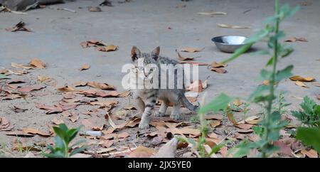Close-up photo of Cat's small baby sitting in leaves falling from a tree Stock Photo