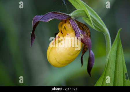 A Small Yellow Lady's Slipper orchid grows in a small forested area alongside an abandoned road near farms in the Kawartha area of Ontario, Canada. Stock Photo