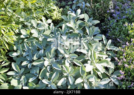 Sage and catnip growing together in an herb garden. Stock Photo