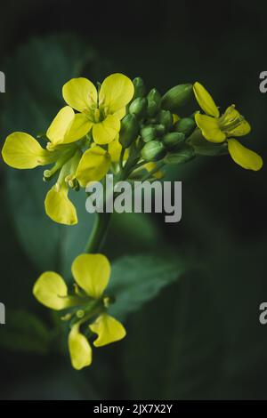 close-up view of mustard plant flowers, sinapis aiba, yellow bloom in the garden, soft-focus background Stock Photo