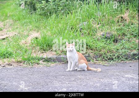 a cute cat sitting on the side of the road Stock Photo