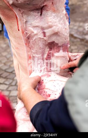 Tradicional Home pig kill in the Czech Republic. Pig hanging upside down. Close up of raw pork meat being cut Stock Photo