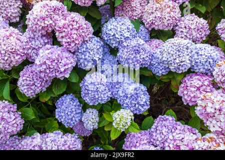 Blue and pink hydrangea flowers on the same flowering hydrangea shrub in English garden, UK Stock Photo
