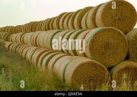 Hay bales on the field. Many large bales of hay stacked on the field Stock Photo