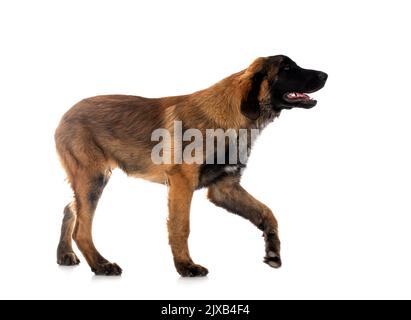 puppy Leonberger in front of white background Stock Photo