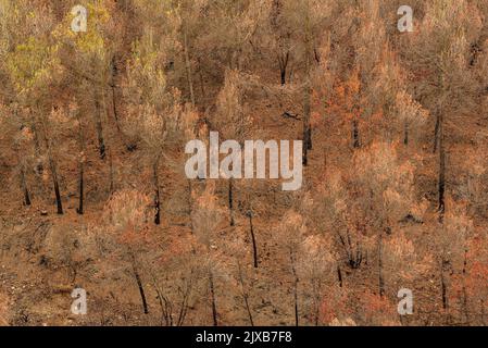 Tubs (Tines in catalan) and the Flequer valley after the 2022 Pont de Vilomara fire in the Sant Llorenç del Munt i l'Obac Natural Park Catalonia Spain Stock Photo