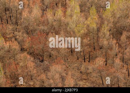 Tubs (Tines in catalan) and the Flequer valley after the 2022 Pont de Vilomara fire in the Sant Llorenç del Munt i l'Obac Natural Park Catalonia Spain Stock Photo