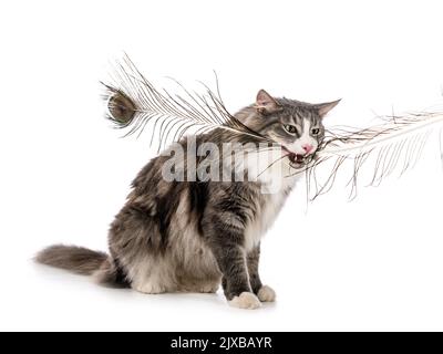 Norwegian Forest cat in front of white background Stock Photo