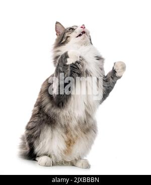 Norwegian Forest cat in front of white background Stock Photo