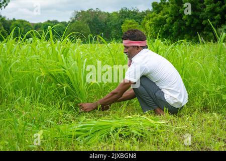 Indian man cutting grass with sickle Stock Photo