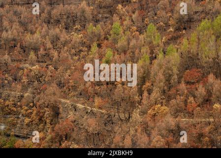 Tubs (Tines in catalan) and the Flequer valley after the 2022 Pont de Vilomara fire in the Sant Llorenç del Munt i l'Obac Natural Park Catalonia Spain Stock Photo