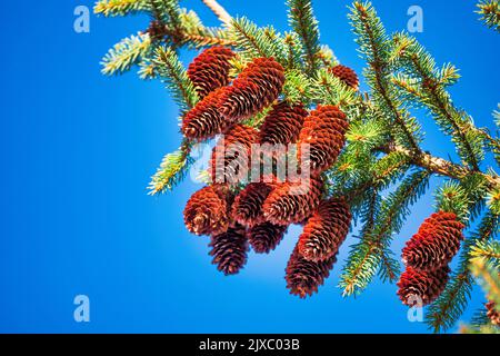 Fir cones on the Christmas tree. Against the background of the blue sky. Close-up, selective focus. Stock Photo