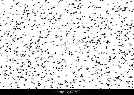 A large flock of starlings on a white background. Stock Photo
