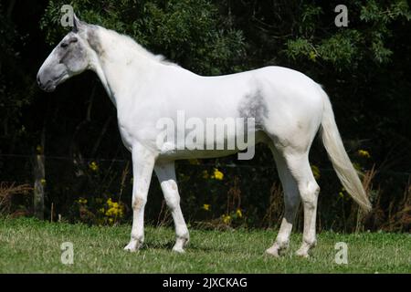 Irish Sport Horse, Irish Hunter. Gray pinto standing, seen side-on. Ireland Stock Photo