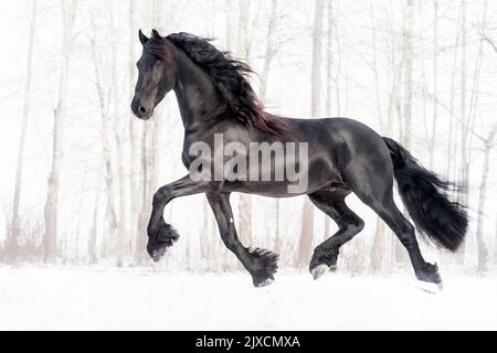 Friesian Horse. Stallion trotting on a snowy pasture, Austria Stock Photo